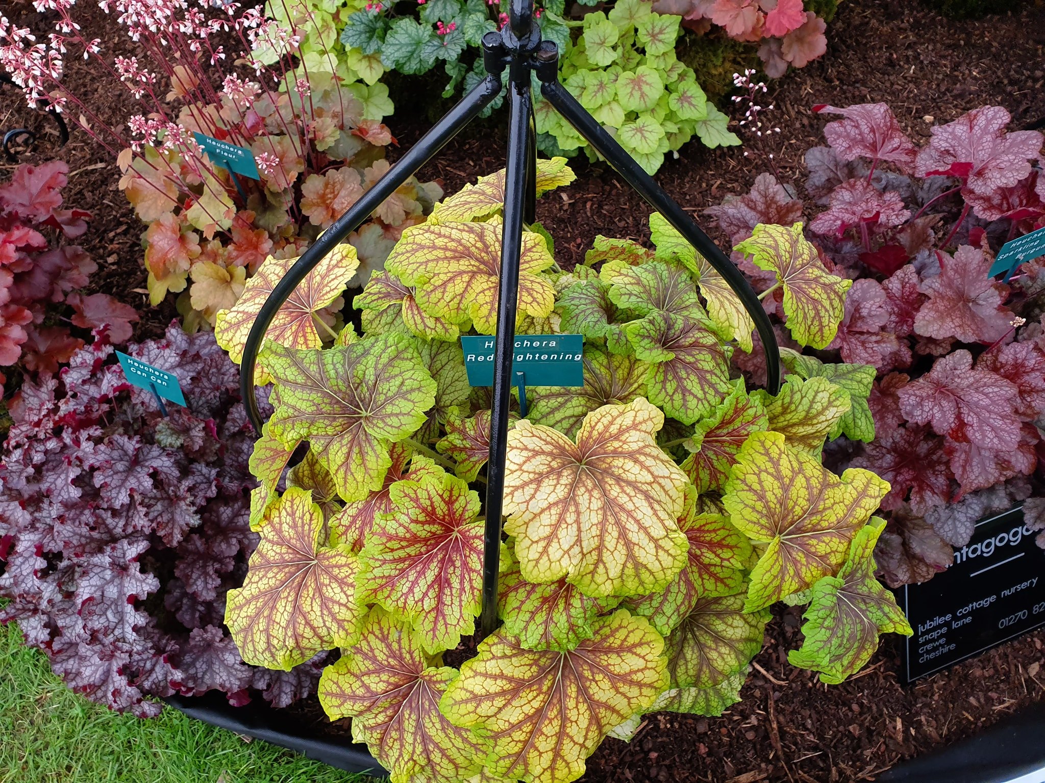  - Specialist Growers of Heucheras, Heucherella, Tiarella,  Hardy Perennials and many new and unusual plants