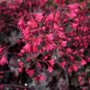 Heuchera Cherries Jubilee in flower 