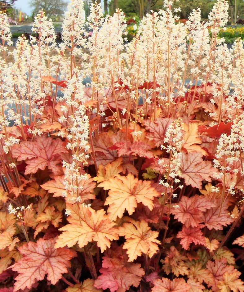 Heucherella 'Honey Rose' from the Chelsea Gold Medal winning nursery ...