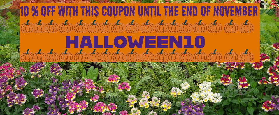 Haloween Offer 10% OFF!