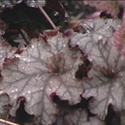 Heuchera 'Persian Carpet'