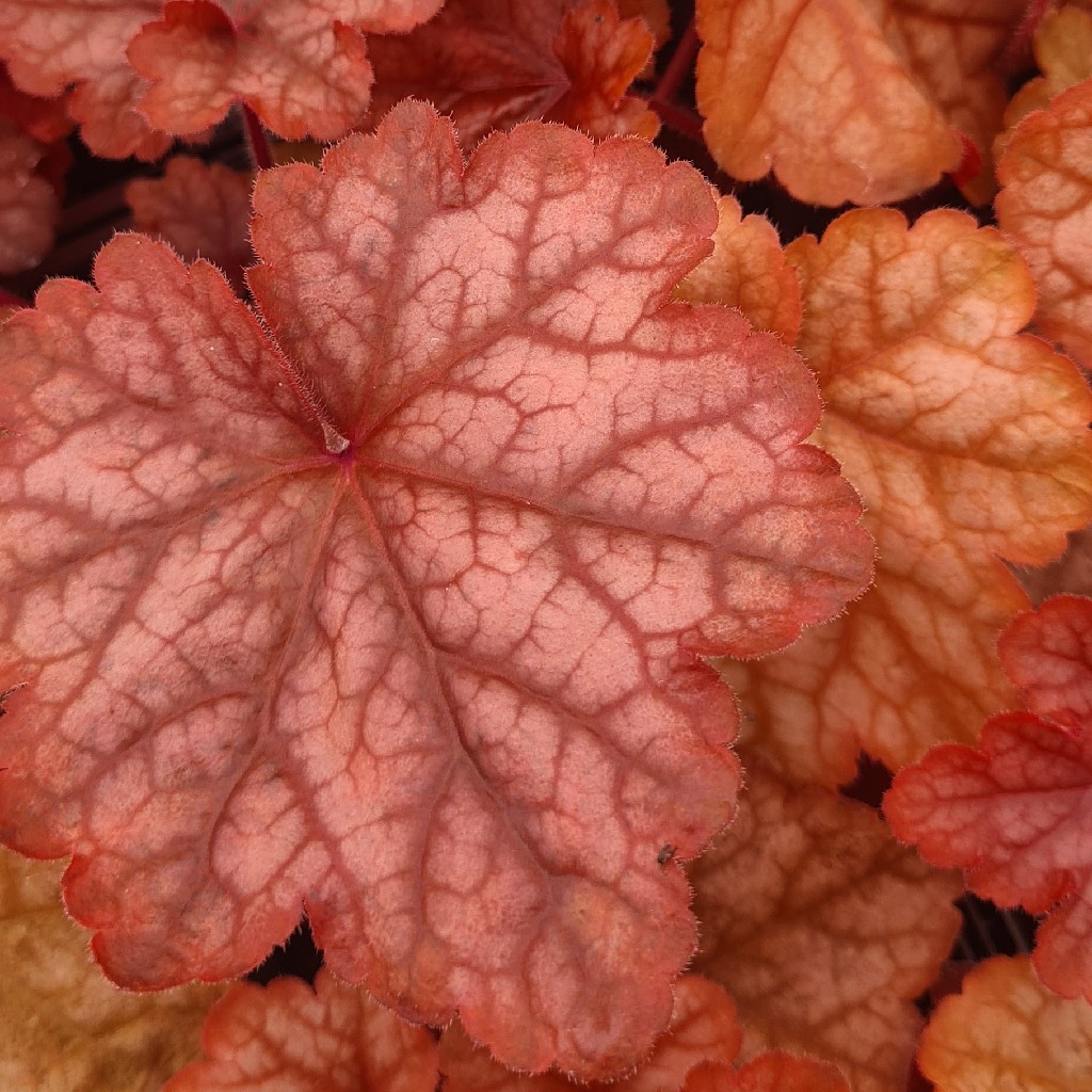 Heuchera 'Peach Smoothie'