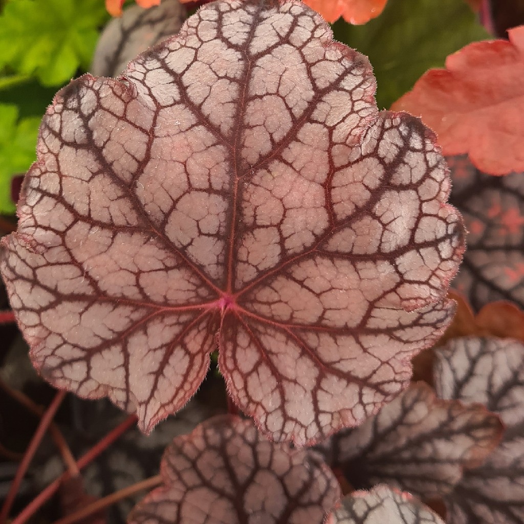 Heuchera 'Guardian Angel'