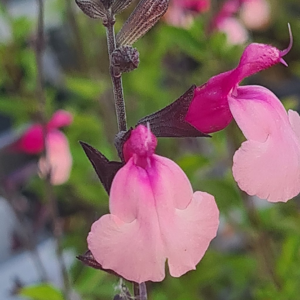 Salvia 'Cuello Pink' 