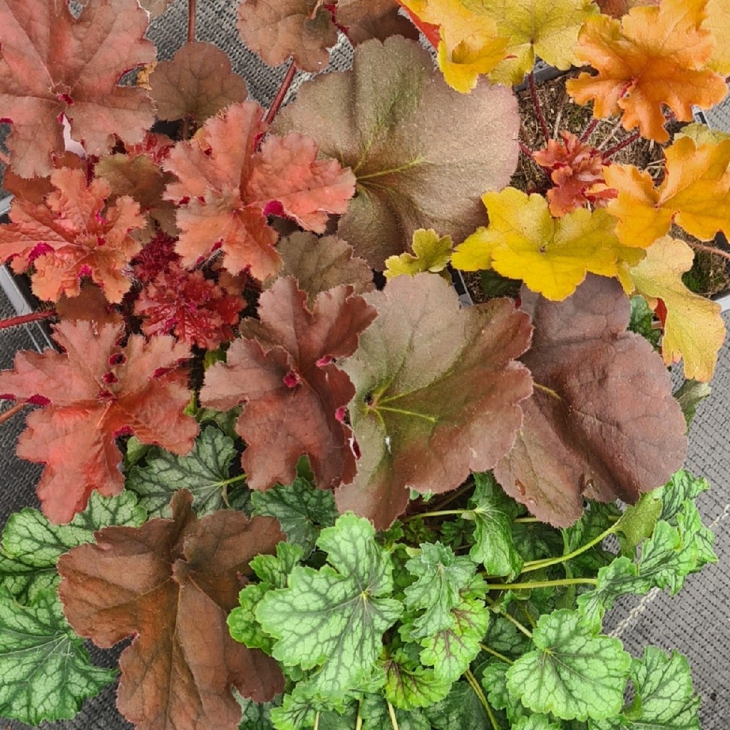 Heuchera  'Malvern Autumn Trio' 