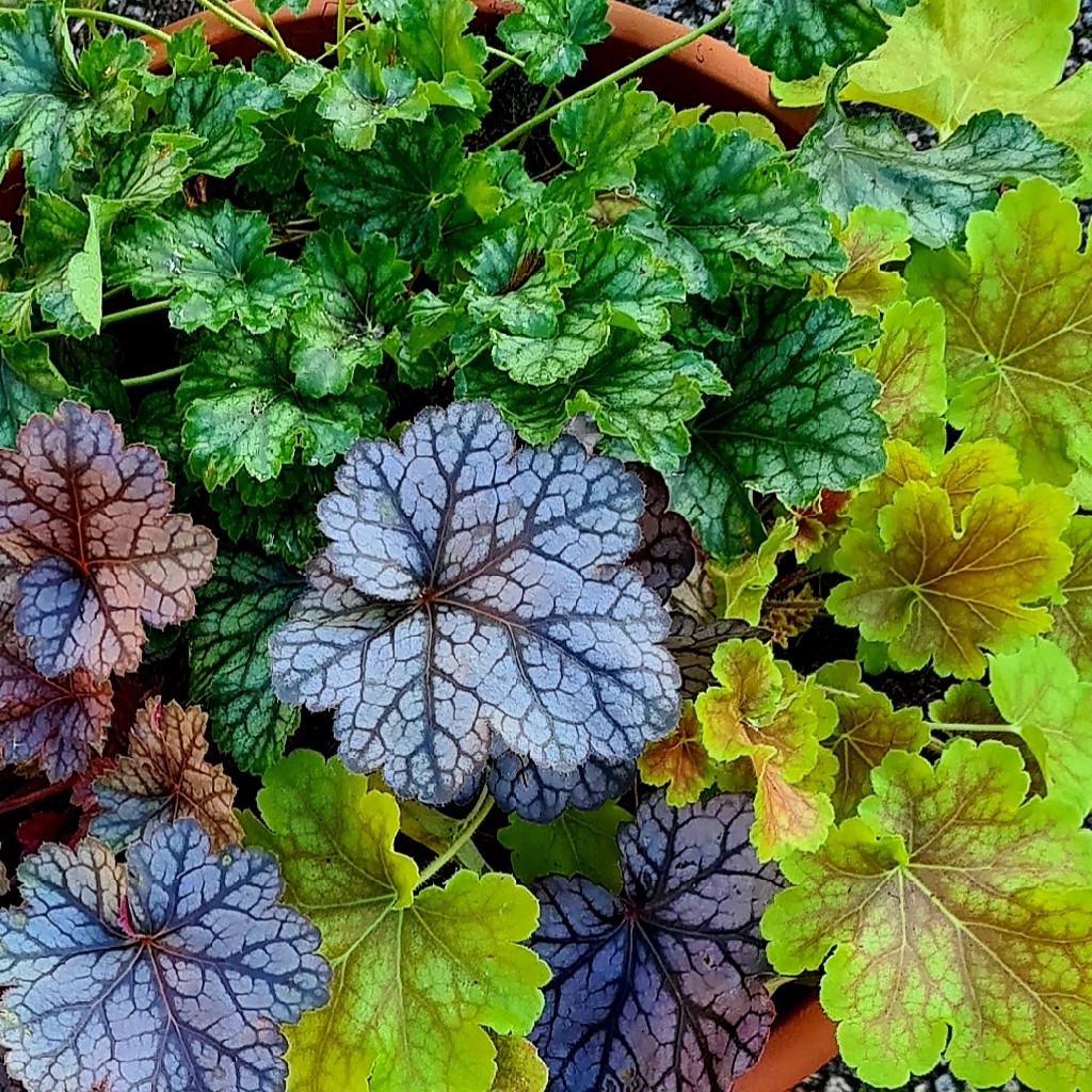 'Heuchera Autumn Harlow Carr Treat'