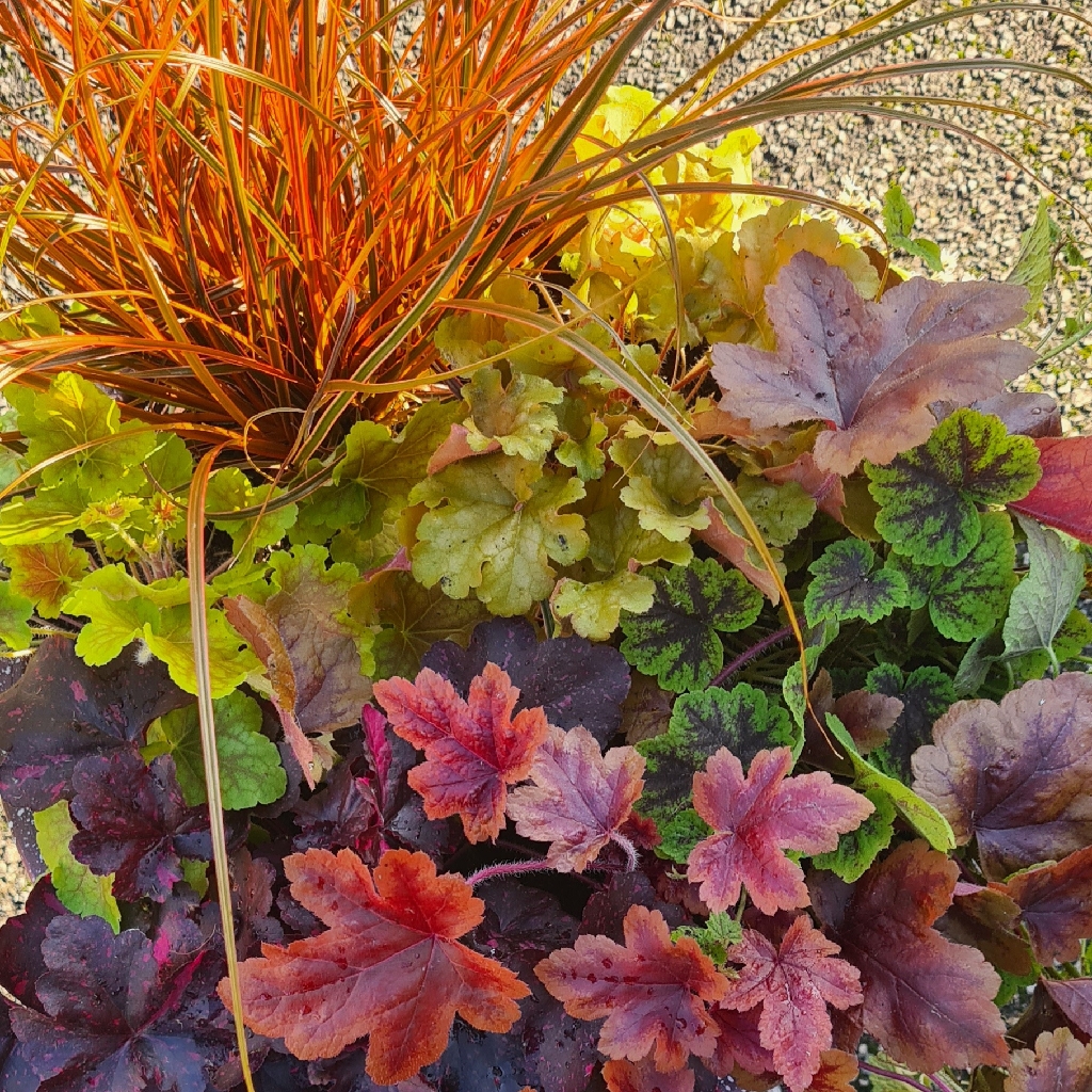  'Harlow Carr Autumn Glow Six Mix'