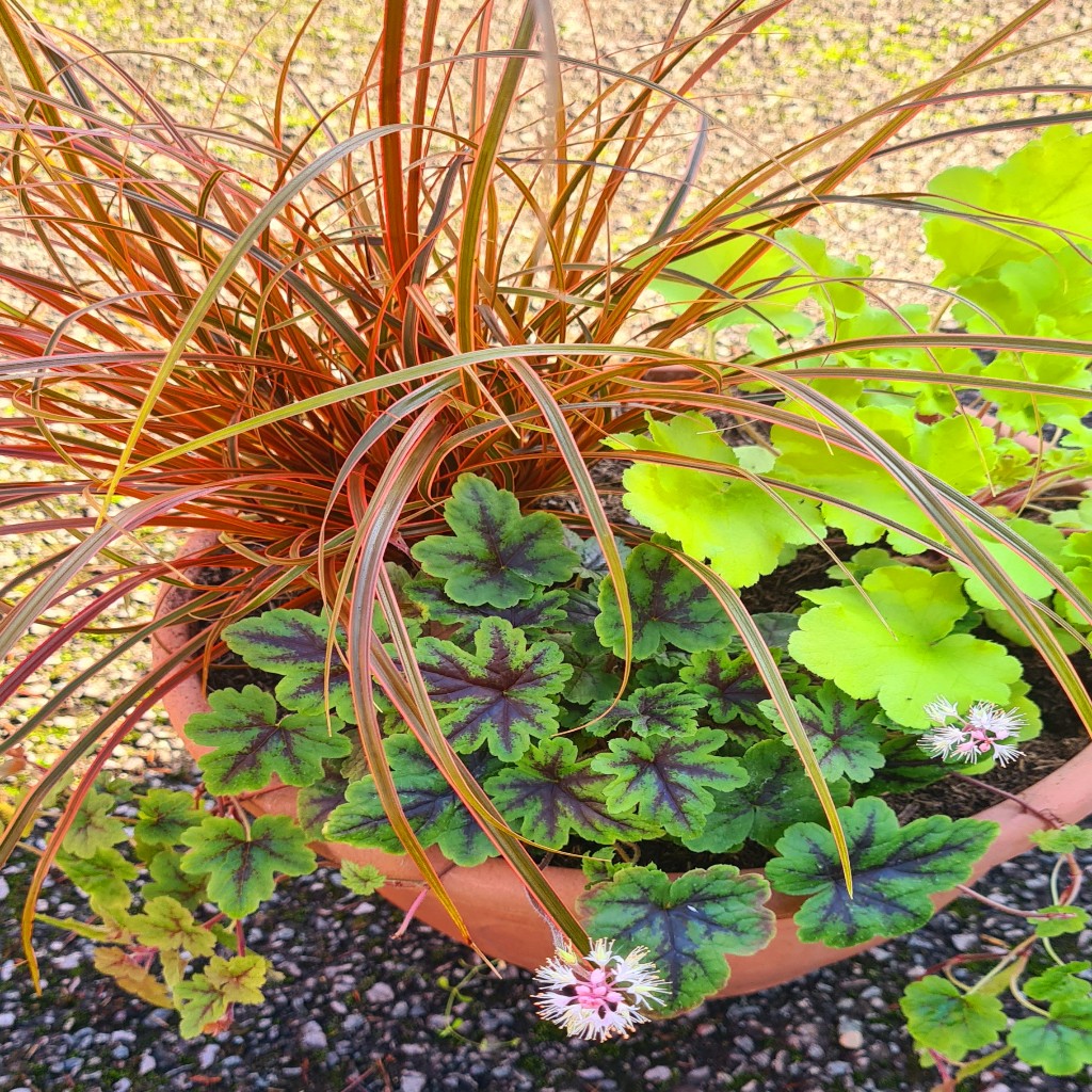 'Autumn Mixed Harlow Carr Trio'