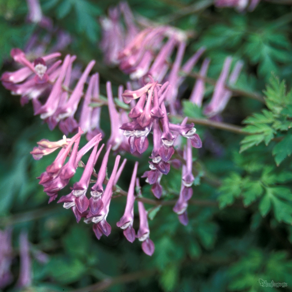 Corydalis flexuosa 'Blackberry Wine' from the Chelsea Gold Medal ...