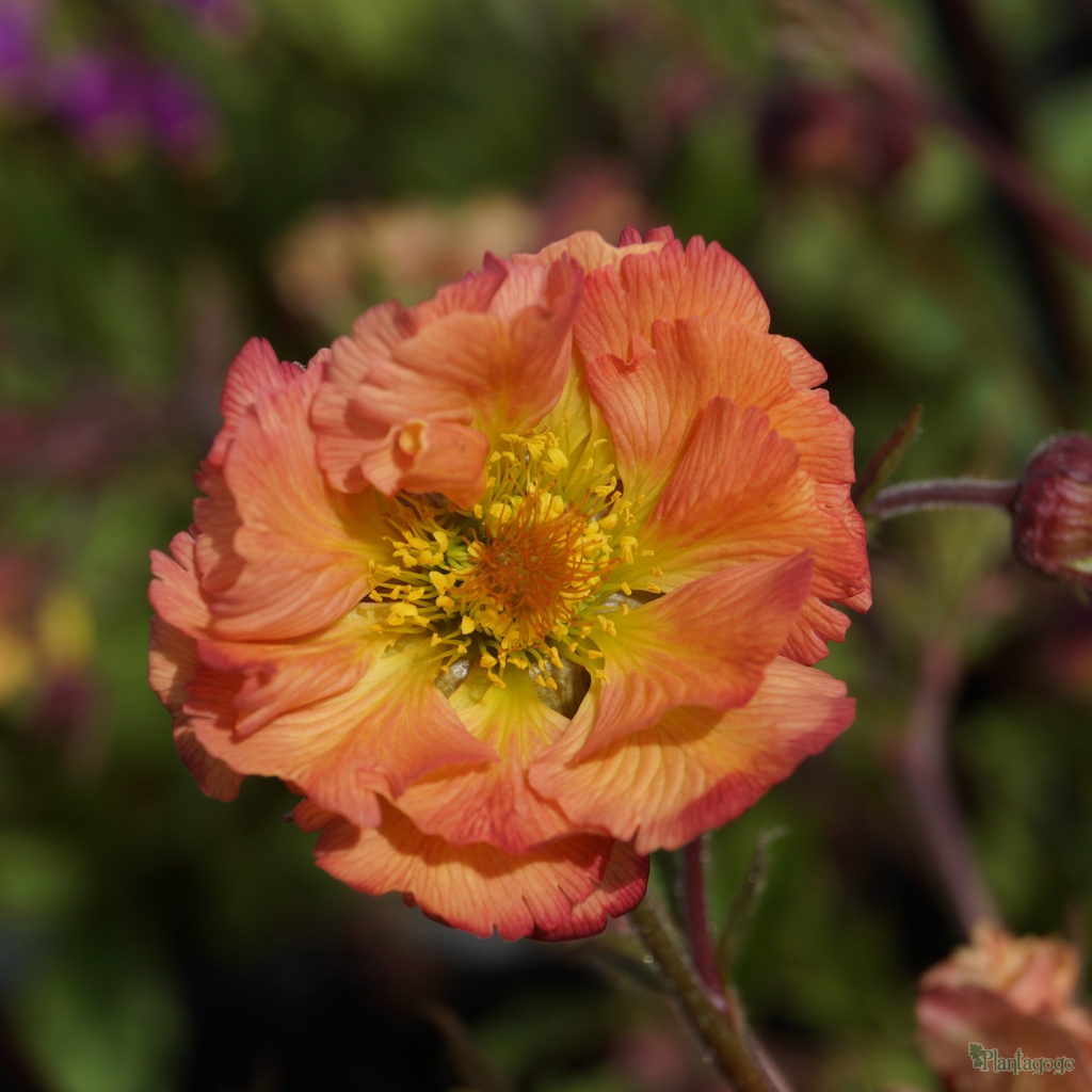 Geum 'Alabama Slammer' Cocktail Series from the Chelsea Gold Medal ...