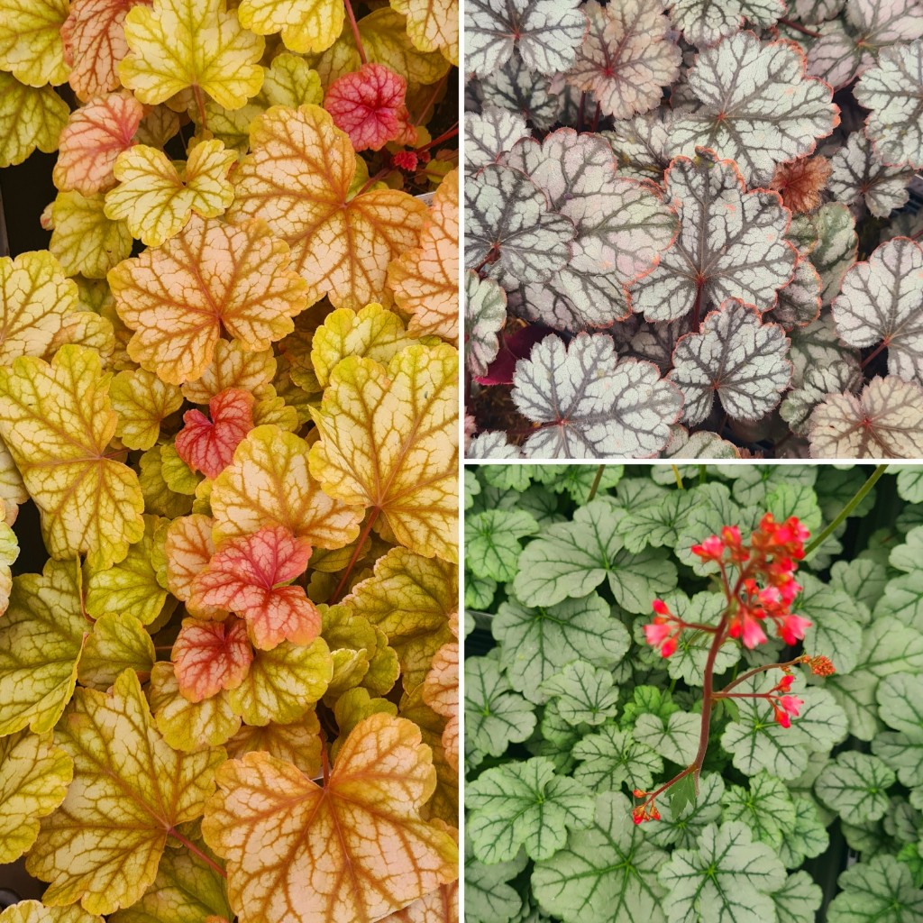 Heuchera 'Summer Party' Trio