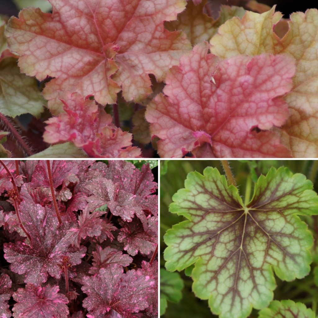 Heuchera  'Pretty Newby Trio'