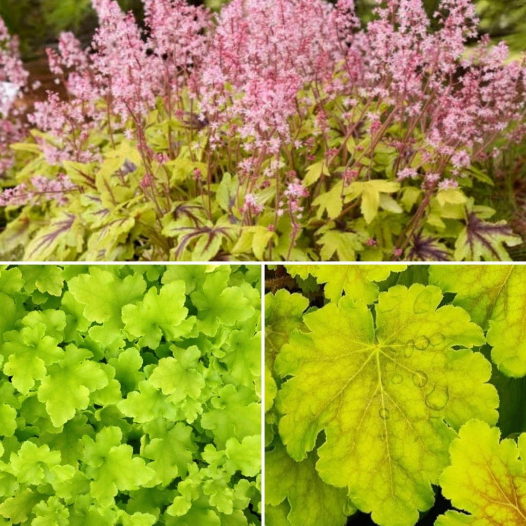 Heuchera & Heucherella  'Malvern Autumn Lime Trio'