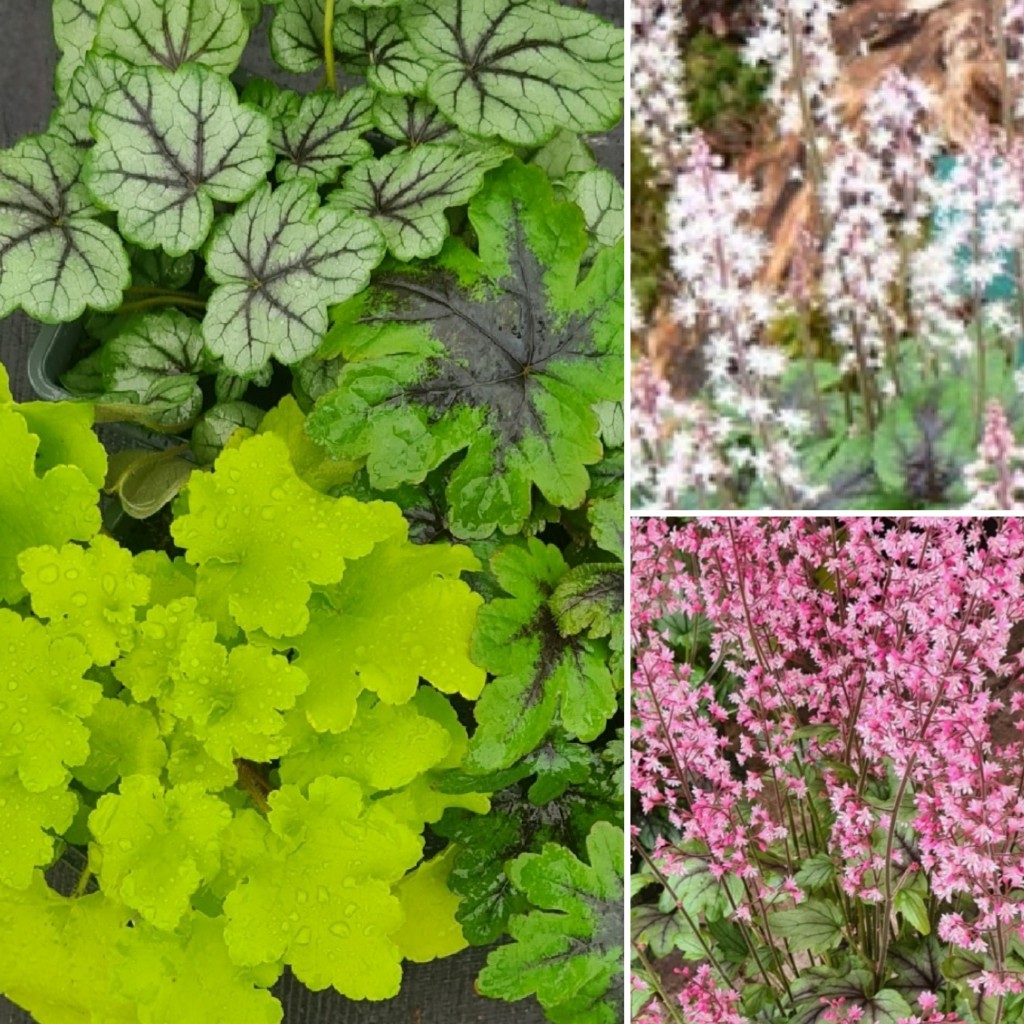 'Heuchera, Heucherella & Tiarella November Cocktail ' 