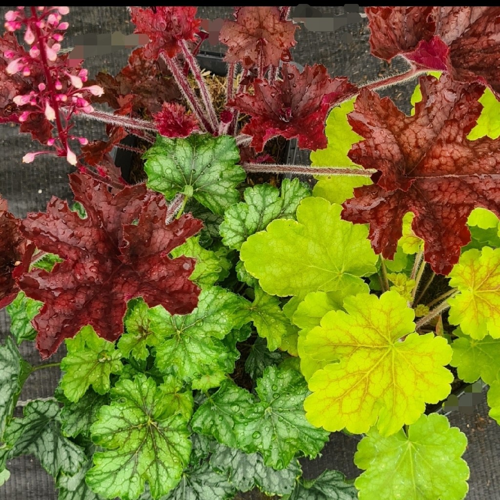 Heuchera 'Our Family Named Trio'