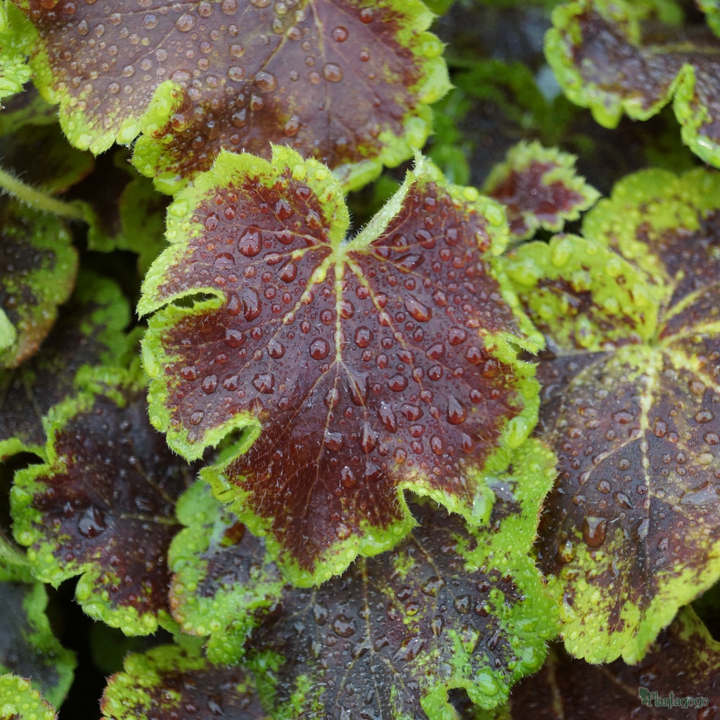 Heucherella 'Solar Eclipse' from the Chelsea Gold Medal winning nursery ...