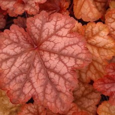 Heuchera 'Peach Smoothie'