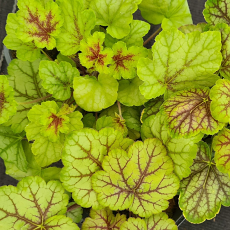 Heuchera & Heucherella 'Wisley Golden Trio' 