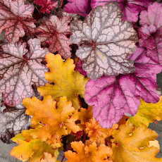 Heuchera  'The Wisley Happy Sunny Trio'  