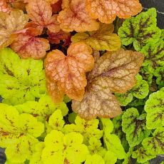 Heucherella & Tiarella 'Wisley Trailing Trio' 