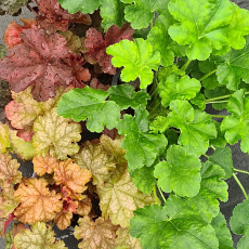 Heuchera  'The Wisley Money Saving Trio' 