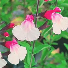  Salvia 'Cuello White' 