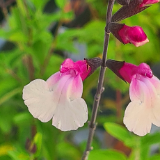  Salvia 'Cuello Cream'