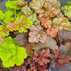 Heuchera  'Malvern Foxy Trio'  