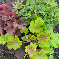 'Heuchera & Tiarella Harlow Carr Sensation Mix' 