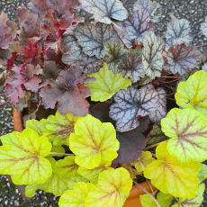 'Heuchera & Heucherella Autumn Harlow Carr Trio'