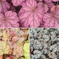 Heuchera 'Pink Lovers' Trio