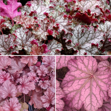 Heuchera 'Foxes Summer Hot Trio'