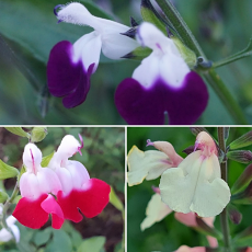 Salvia Money Saver 'Summer Special Trio'