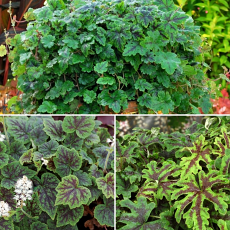 Tiarella 'Newby Trailing Trio'