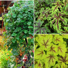 Heucherella & Tiarella 'Malvern Trailing Trio' 