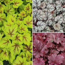 Heuchera & Heucherella  'Malvern Autumn & Winter Colourful Trio'