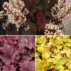 Heuchera Trio 'Gardeners Cocktail ' 