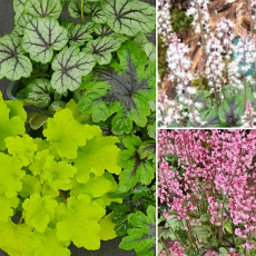 'Heuchera, Heucherella & Tiarella November Cocktail ' 