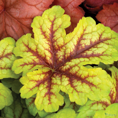 heucherella tiarella nielsen plantagogo baumschule pbr