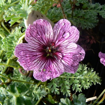 Geranium cinereum - ' Lawrence Flatman' from the Chelsea Gold Medal ...