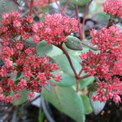 Sedum telephium 'Red Cauli' from the Chelsea Gold Medal winning nursery ...